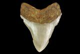 Serrated, Fossil Megalodon Tooth - North Carolina #147495-1